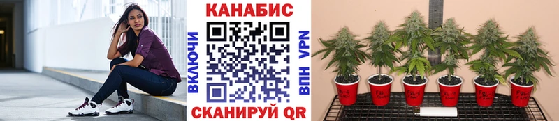 Шишки марихуана Amnesia  Купить  Туймазы 
